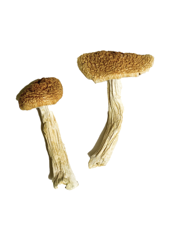 Buy Teonanacatl Magic Mushrooms